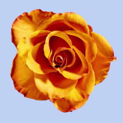 #valentine #gifmelove #gifaflower #gifmefashion #flowergif #love #rose #teardrop