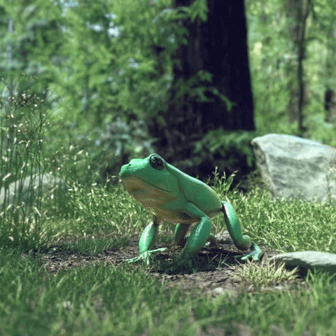 stoned frog GIF by alessiodevecchi