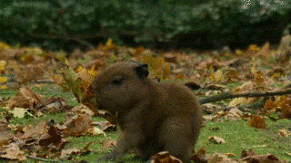 Capibara In Planckendael GIF by Planckendael