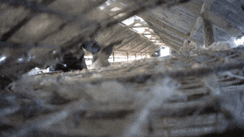 benoitvandenbroeck  GIF