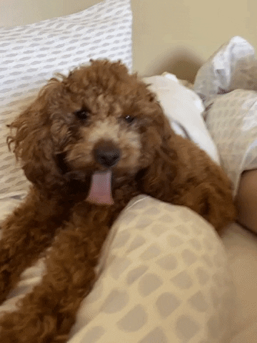 Eatingnyc GIF
