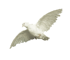 Bird Flying Sticker by Soleima