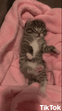 Chat Chou Gif By Tiktok France Find Share On Giphy