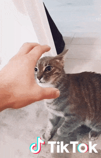 Chaton Gifs Get The Best Gif On Giphy Chaton Gifs Get The Best Gif On Giphy