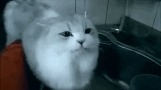 Cat Lol GIF by SplatMag
