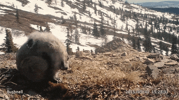 marmot itching GIF by University of Alaska Fairbanks