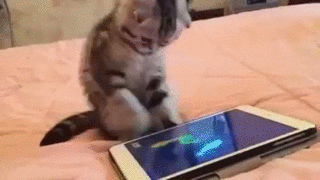 lindadee  GIF
