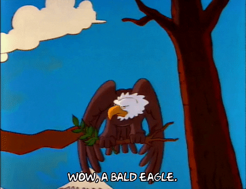 A-bald-eagle-flapping-its-wings GIFs - Get the best GIF on GIPHY