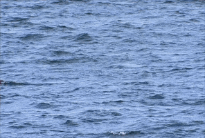 dolphin GIF by The Hills