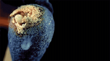 acegifs cool amazing science awesome GIF