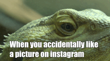 unodeuce video michigan lansing reptiles GIF