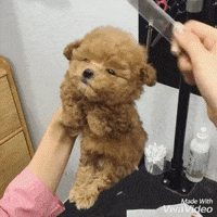 puppy aww GIF by JustViral.Net