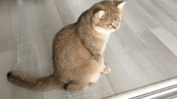 Navalica  GIF