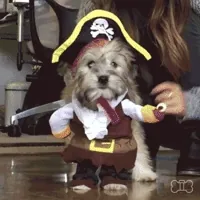 Cute Dog GIF by DogVacay