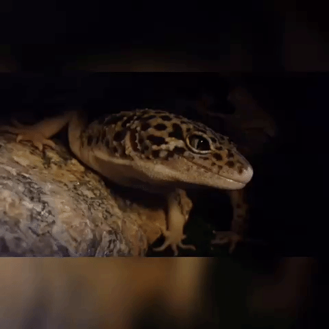 Prot eublepharis #leopard gecko #leopardgecko #gecko #macksnow #eclipse GIF