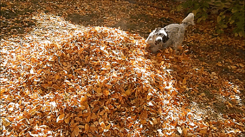 Autumn Leaves Dog GIF - Find & Share on GIPHY
