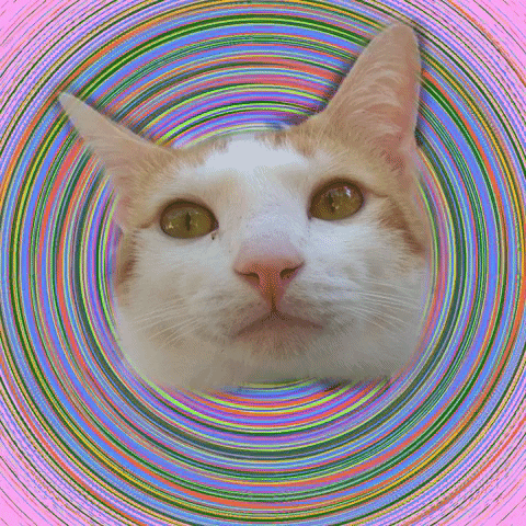 cat pounce GIF by Percolate Galactic