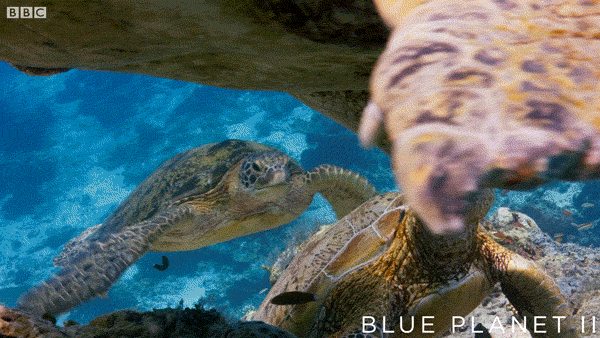 BBC bbc sea ocean fish GIF