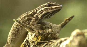 papodeprimata lagartixa capedwarfgecko lygodactyluscapensis GIF