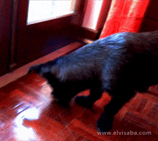 viselaba dog playing rocky brincando GIF