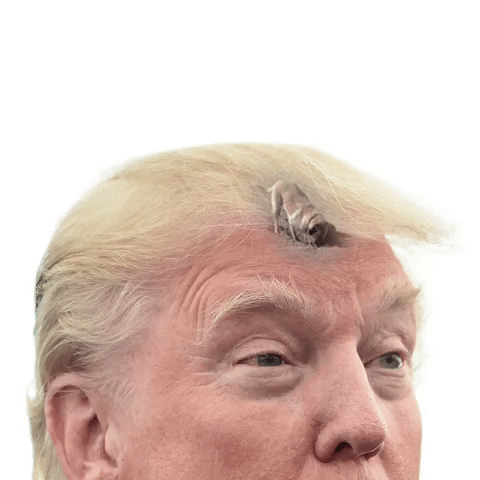 thefuckyeah trump dog GIF