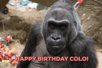 pics Happy Birthday Monkey Gif birthday monkey gifs get the best gif