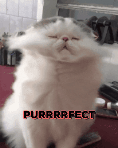 Perfect Cat GIF by Amanda - Find & Share on GIPHY
