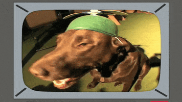 dog television GIF by South Park 