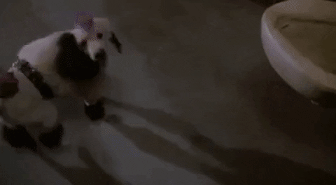 Dog Spelled Backwards As God Gifs Get The Best Gif On Giphy