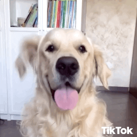 Golden Retriever Dogs GIF by TikTok