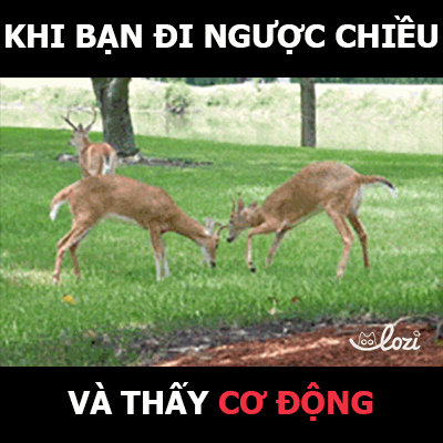 Lozihn GIF by Lozi Singapore Co.