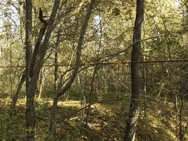 daniellaufer dog hund rope GIF