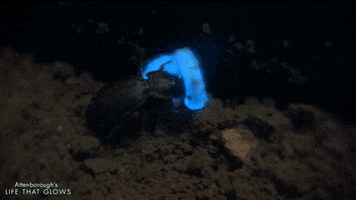 worm glowing GIF by BBC Earth