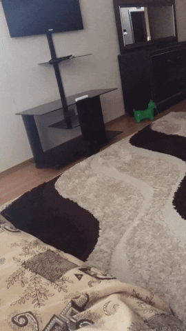 turk  GIF