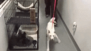 paulosantana04gmailcom  GIF