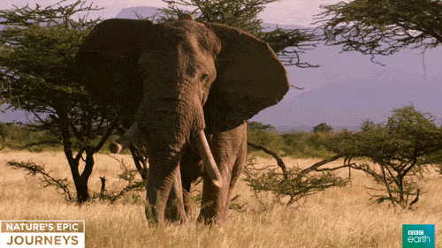 Bull-elephant GIFs - Get the best GIF on GIPHY