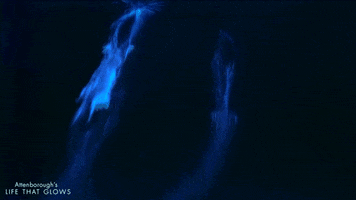 sea glowing GIF by BBC Earth
