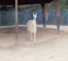 cihancimen  GIF