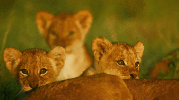 Lion Cub Baby GIF by Discovery
