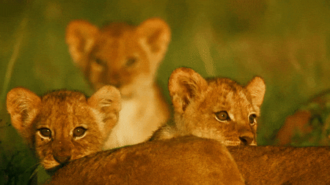 Cute Cubs GIFs - Get the best GIF on GIPHY