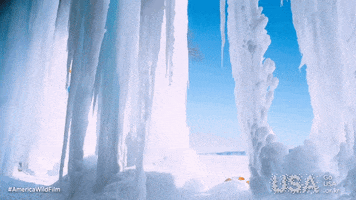 America Wild GIF by Go USA Kr