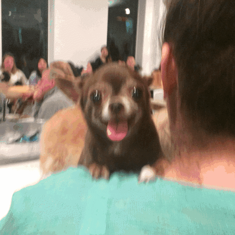 Dogs Chihuahua GIF by Bark