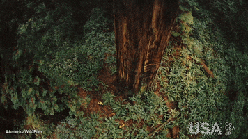 America Wild GIF by Go USA Jp