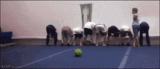 wolfteam wolfteam GIF