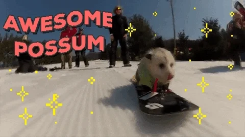 Awesome Opossum GIF by chuber channel
