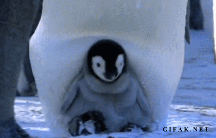 Mommy penguins stories