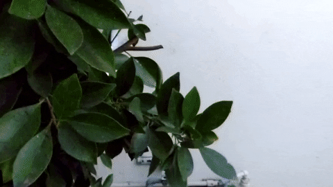 spying in the bushes GIF