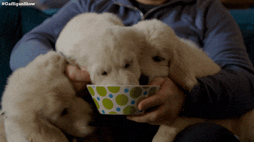 Puppies GIF by The Jim Gaffigan Show