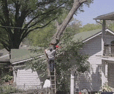 Tree Lol GIF by America's Funniest Home Videos - Find & Share on GIPHY