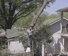 tree lol GIF by America's Funniest Home Videos